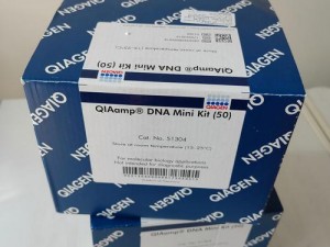 用于检测 RNA 与 DNA 配对的特异性杂交的试剂盒