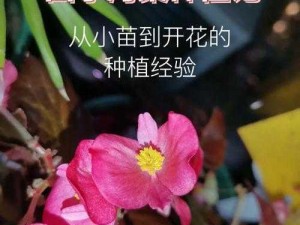 优质 RB 灌溉 JY 系统海棠初一，智能高效，让种植更轻松