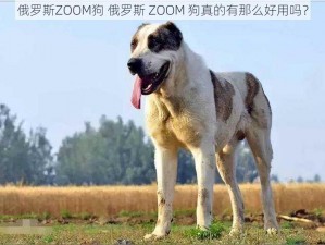 俄罗斯ZOOM狗 俄罗斯 ZOOM 狗真的有那么好用吗？