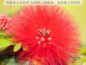 花核涂上合欢药 合欢药上花核涂，涂花核上合欢药