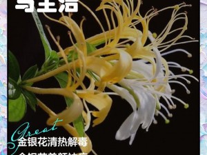 金银花怎样双管齐下解决痛点？