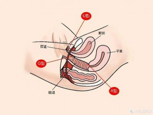 g点是什么—什么是 G 点？G 点的位置和功能是什么？