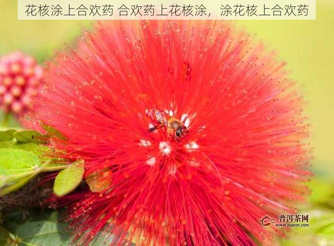 花核涂上合欢药 合欢药上花核涂，涂花核上合欢药