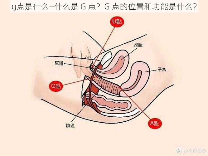 g点是什么—什么是 G 点？G 点的位置和功能是什么？