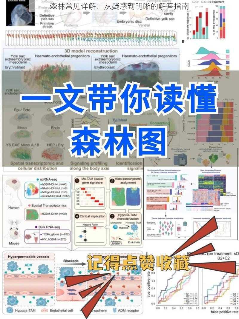 森林常见详解：从疑惑到明晰的解答指南