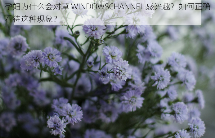 孕妇为什么会对草 WINDOWSCHANNEL 感兴趣？如何正确看待这种现象？